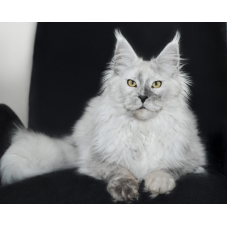 eurocoons-maine-coon-cattery