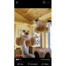 willette ragdoll